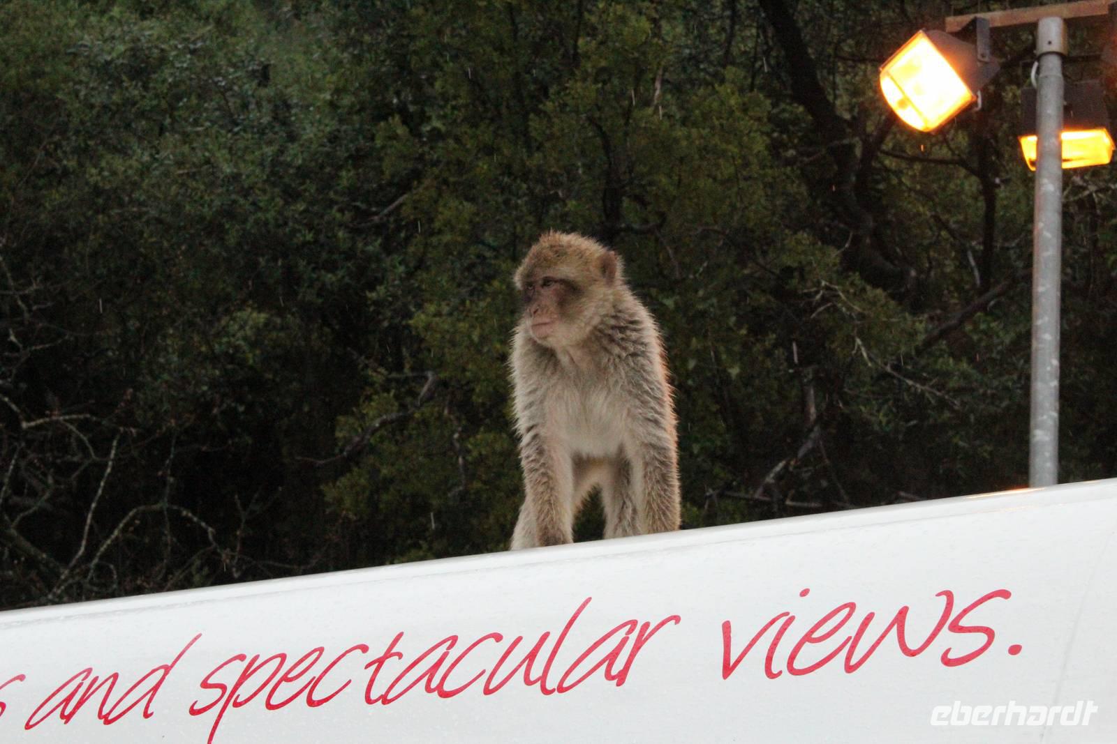 Gibraltar-Affe auf einem Minibus