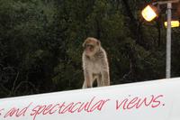 Gibraltar-Affe auf einem Minibus
