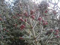 Früchte der Igeltanne in Ronda