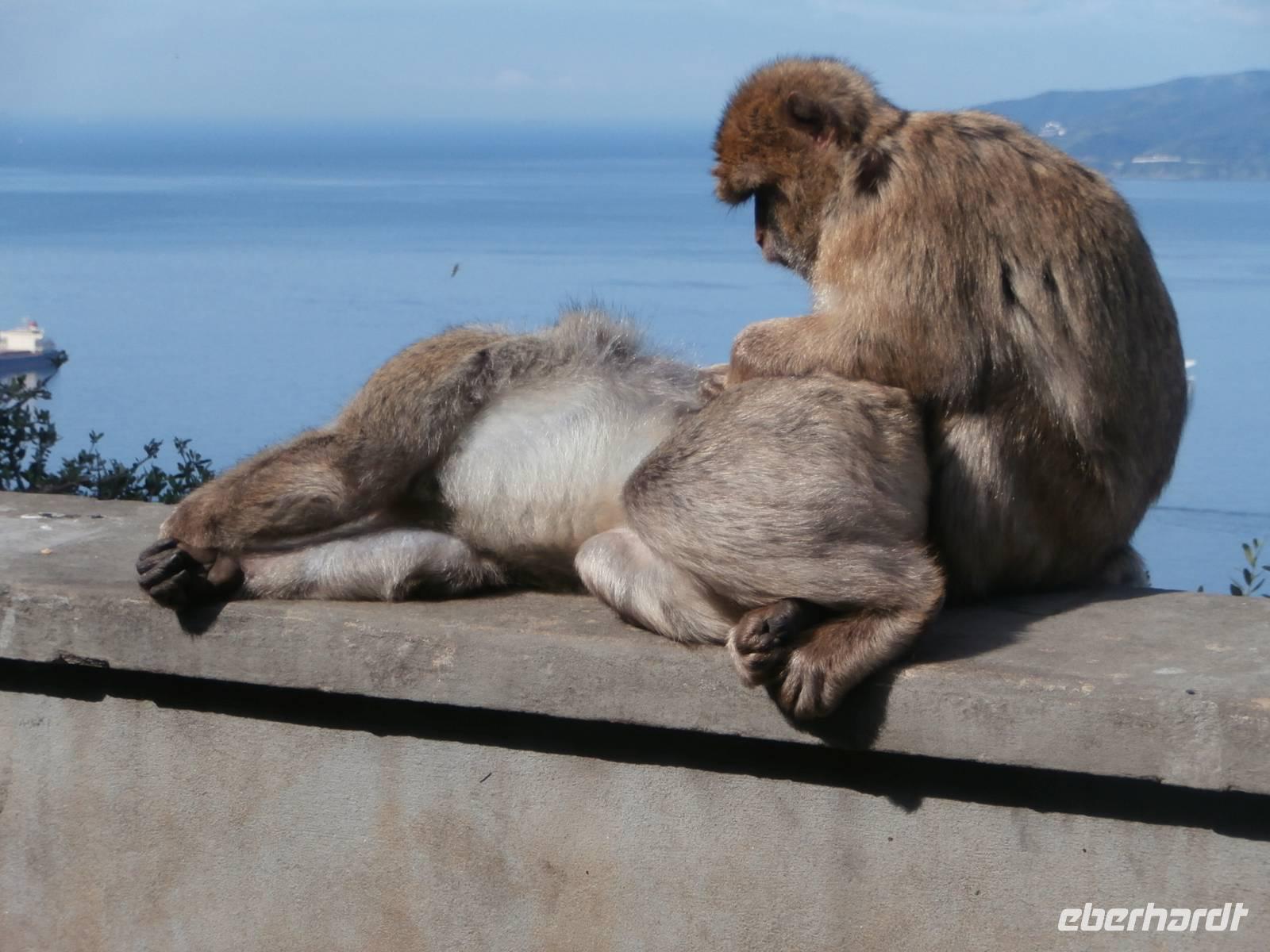 Magots-Berberaffen in Aktion auf Gibraltar