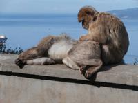 Magots-Berberaffen in Aktion auf Gibraltar