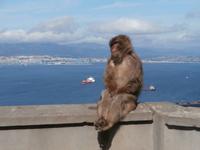 Affen auf Gibraltar