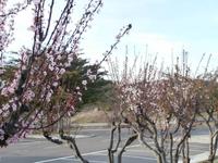 Blühende Bäume unterwegs