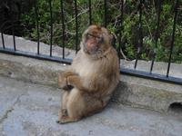 Affen auf Gibraltar