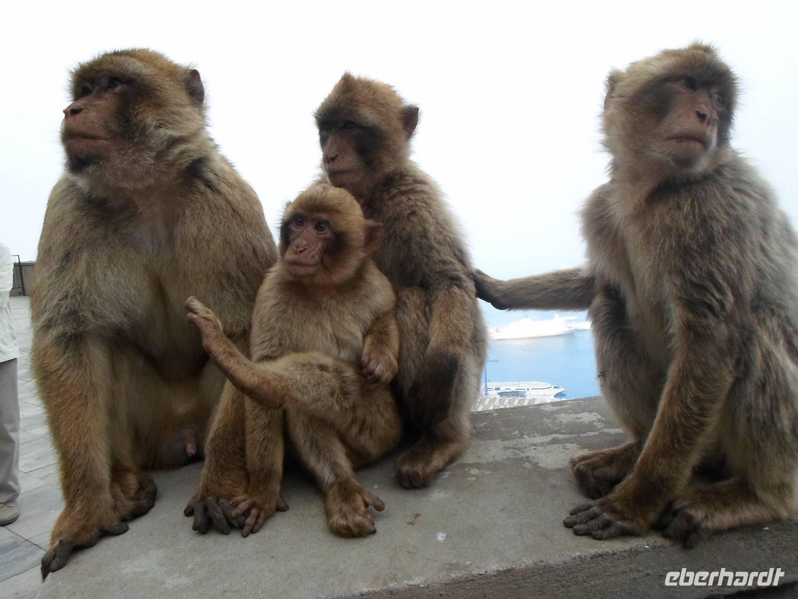 Affen auf Gibraltar