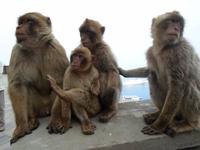 Affen auf Gibraltar