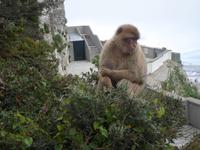 Affen auf Gibraltar