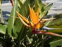 Blumen auf Gibraltar