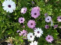 Blumen auf Gibraltar