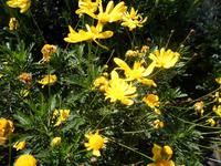 Blumen auf Gibraltar