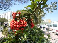 Blumen auf Gibraltar