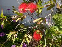 Blumen auf Gibraltar