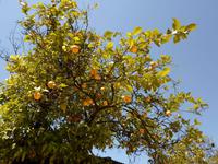 in Jerez- Besuch einer Bodega