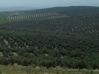 Olivenplantagen