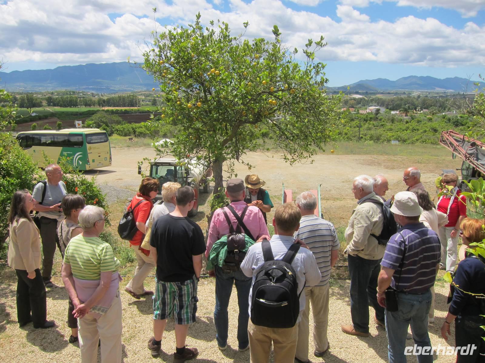 auf der Zitrusplantage Juanito Orange