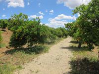 auf der Zitrusplantage Juanito Orange