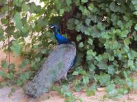 im Alcazar in Sevilla