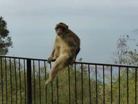 Gibraltar - Berberaffe
