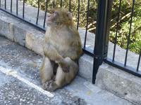 Gibraltar - Affe