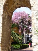 Palo Borascha oder Kabok Baum