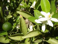 040 bei Juanito Orange