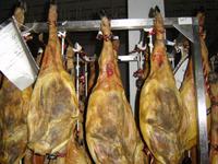 294 Schwarzhufenschweine