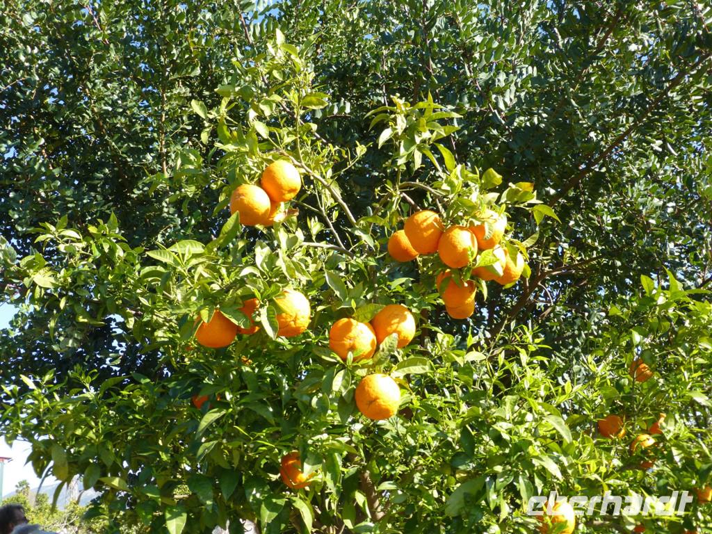Orangenbaum auf Juanito´s Zitrusfarm