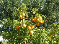 Orangenbaum auf Juanito´s Zitrusfarm
