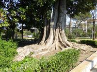 botanischer Riese in einem Park in Sevilla