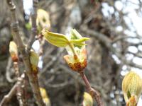das Erwachen der Natur