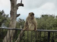 Gibraltar- St. Michaels Cave