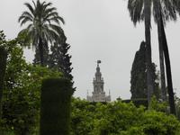 Sevilla - Giralda