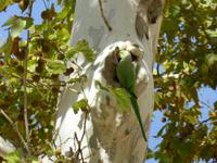 Papagei am Plaza de Espana in Sevilla