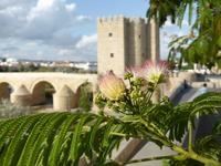 Rain Tree (Samanea saman) in Cordoba
