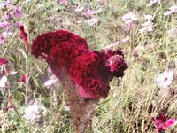 Alhambra Granada-Gärten der Generalife