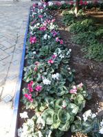 Sevilla-Blumenschmuck