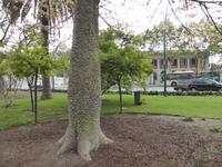 026-Malaga_Flaschenbaum