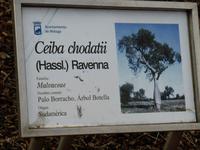 027-Malaga_Flaschenbaum