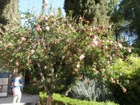 Gärten der Generalife in Granada