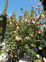 Gärten der Generalife in Granada