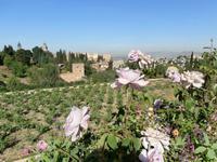 Alhambra-Gärten der Generalife in Granada