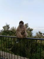 Gibraltars Berber Affen