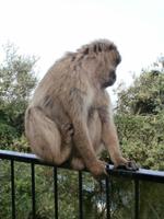 Gibraltars Berber Affen