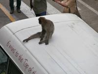 Gibraltars Berber Affen