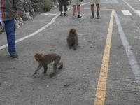 Gibraltars Berber Affen