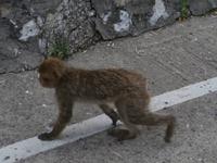 Gibraltars Berber Affen