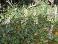 Acantus in Gibraltar