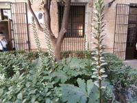 Acantus in Valencia