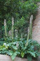 Akanthus