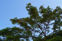 Akazie? Jacaranda? 